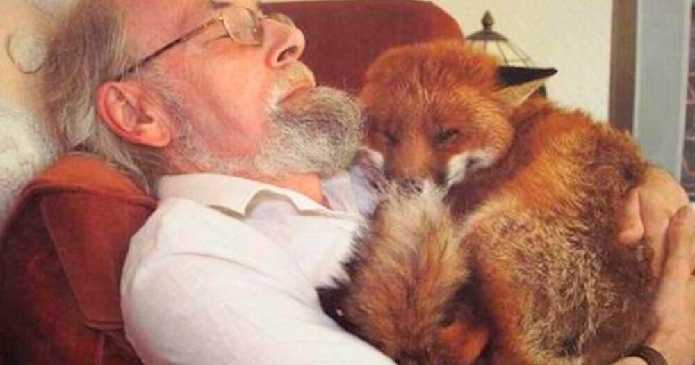Freundlicher Mann rettet verletzten Fuchs vom Straßenrand und die beiden werden schnell beste Freunde”.