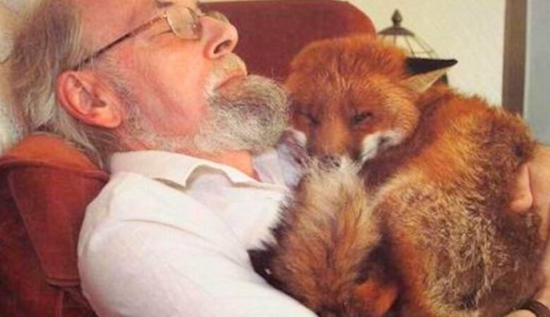 Freundlicher Mann rettet verletzten Fuchs vom Straßenrand und die beiden werden schnell beste Freunde”.