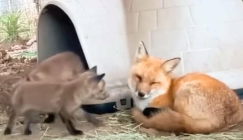 Fuchs, der monatelang allein in einem Gehege lebte, kann seine Gefühle nicht unterdrücken, als er 3 verwaiste Babys trifft