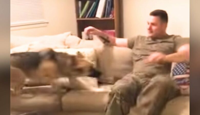 Deutscher Schäferhund “wimmert” vor Freude, als er nach 9 Monaten Trennung wieder mit seinem Soldatenpapa zusammenkommt
