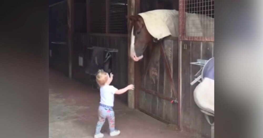 Kleines Mädchen bringt Herzen zum Schmelzen mit bezauberndem “Morgengruß” für die Pferde des Onkels