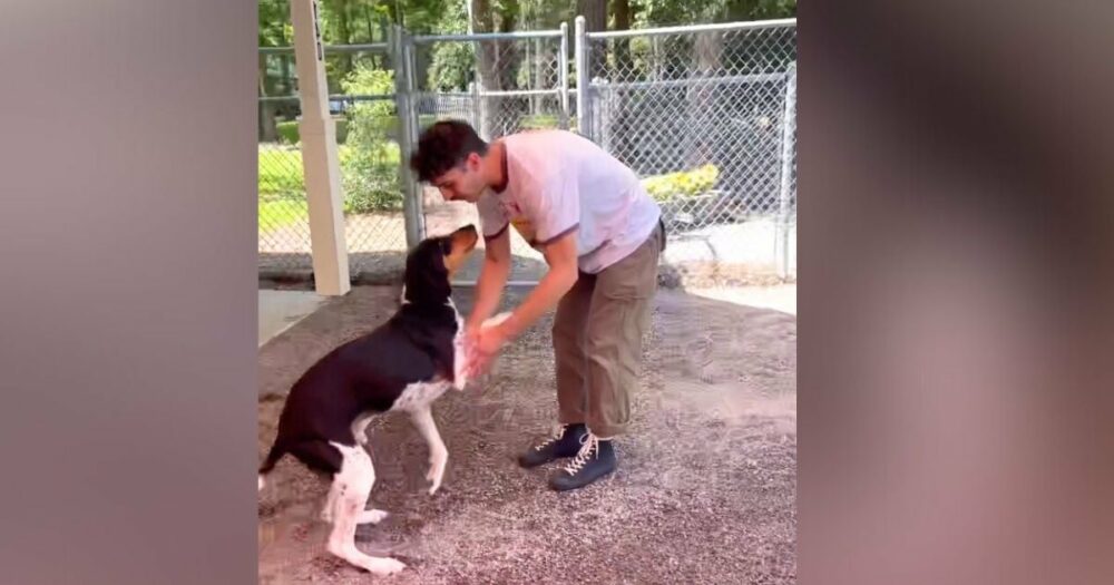 Der “lauteste” Hund des Tierheims verstummt endlich, als er sieht, dass sein Vater auf ihn wartet