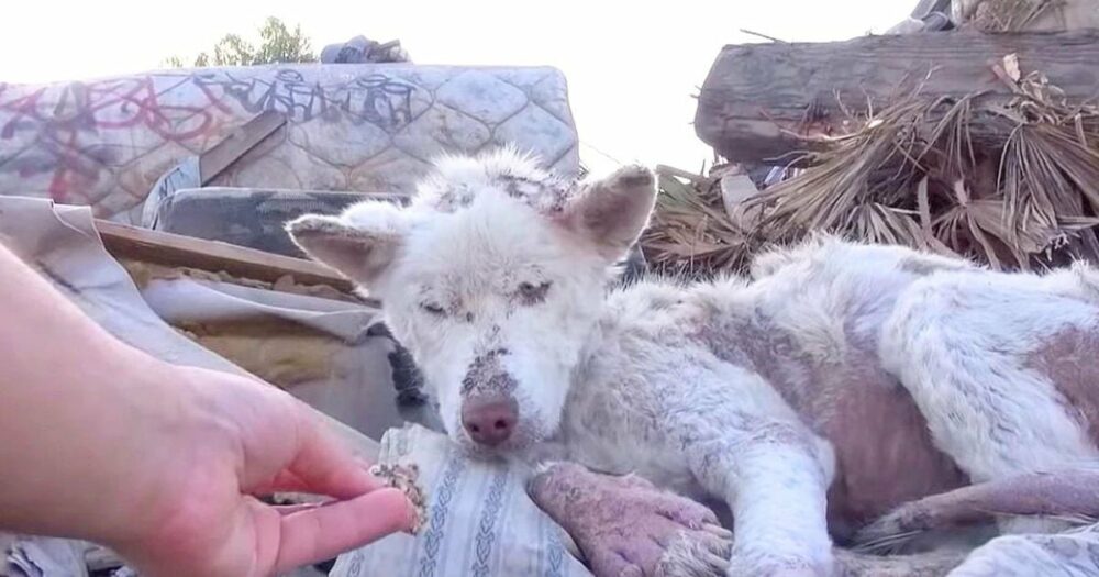 Ein aus einem Müllberg geretteter Hund wird zum “Engel” für einen anderen verängstigten Welpen