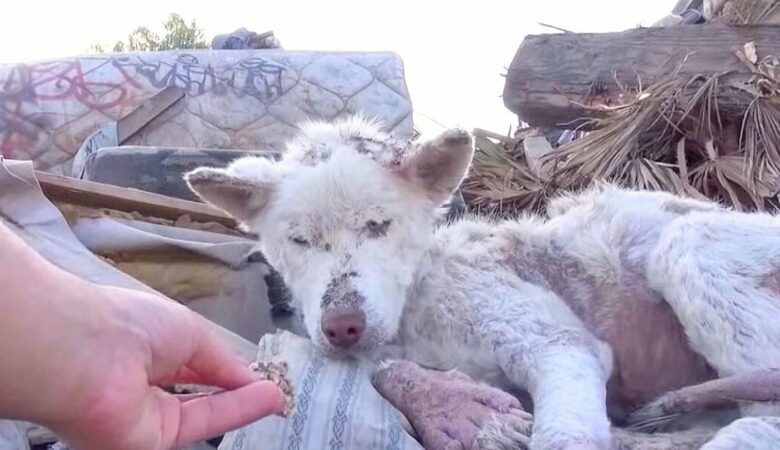 Ein aus einem Müllberg geretteter Hund wird zum “Engel” für einen anderen verängstigten Welpen