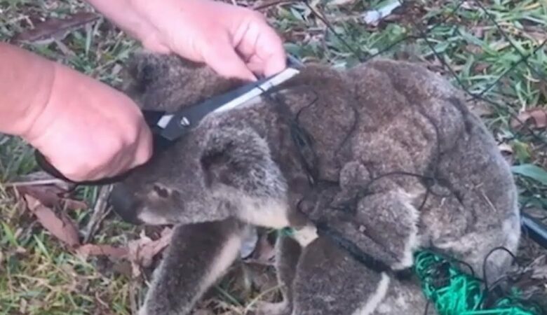 Frau befreit Koala von Zaun und sein Dankeschön hat über 1,5 Millionen Herzen berührt