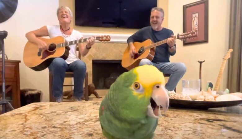 Talentierter Papagei stiehlt die Show mit einer verblüffenden Darbietung von Bob Dylans “Knockin’ on Heaven’s Door