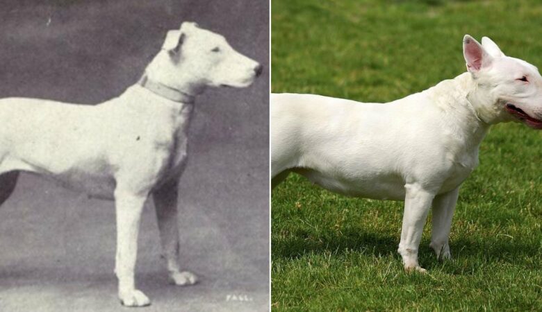 Wie 100 Jahre selektive Zucht 10+ beliebte Hunderassen ruiniert haben