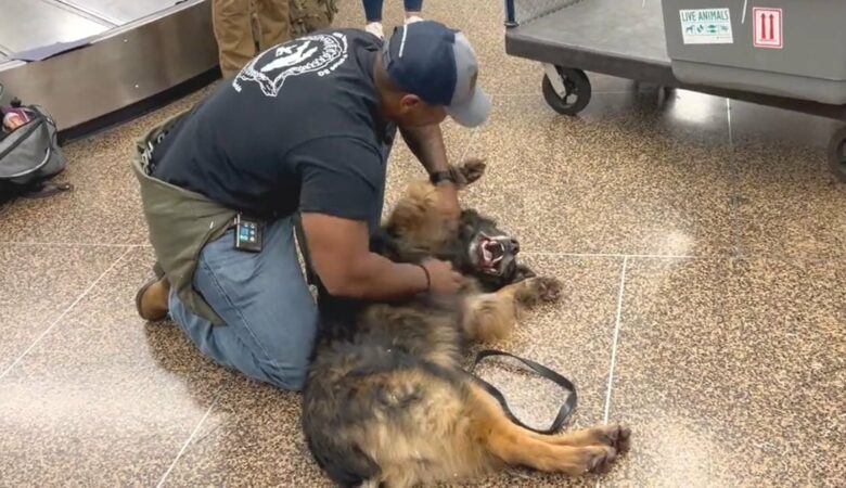 10-jähriger Militärhund verwandelt sich wieder in einen “Welpen”, als er mit seinem geliebten Hundeführer wieder zusammenkommt