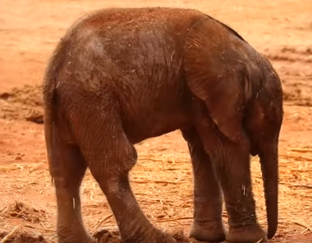 Elefanten_Baby_Pflege
